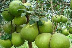 Nguồn cung dồi dào, giá bưởi dịp Tết thấp
