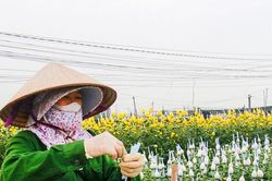 Làng hoa lớn nhất Nam Định tất bật vào vụ Tết