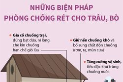 Những biện pháp phòng chống rét cho trâu, bò