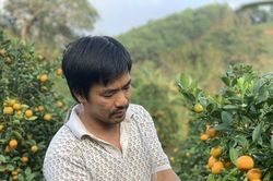 Trồng quất trên vùng đồi Hà Tĩnh