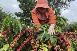 Giá nông sản ngày 25/1/2024: Cà phê tăng trở lại, hồ tiêu giảm 500 đồng/kg