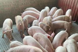 Giá heo hơi hôm nay 26/1/2024: Tiếp tục tăng, cao nhất đạt 58.000 đồng/kg