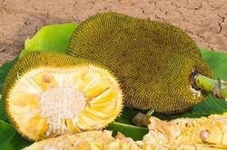 Nhiều lợi ích sức khỏe từ quả mít