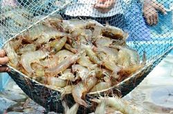 Xuất khẩu tôm sang Mỹ đối mặt khó khăn mới