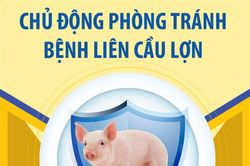 Chủ động phòng tránh bệnh liên cầu lợn