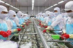 Xuất khẩu tôm Việt Nam tăng trưởng 3 chữ số tại thị trường Trung Quốc