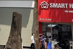 Vụ chặt cây sao đen trên phố Lò Đúc (Hà Nội): Cây đã bị chết khô, mục rỗng gốc
