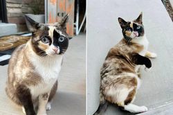 Chuyến chu du xuyên nước Mỹ 'bất đắc dĩ' của một chú mèo