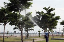 Phú Yên: Các dự án trồng, chăm sóc cây xanh được thực hiện đúng theo quy định