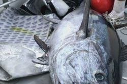 2 cha con câu được con cá khổng lồ nặng 318kg, giá 178 triệu đồng