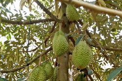Cẩn trọng khi phát triển 'nóng' cây sầu riêng