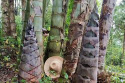 Loài tre khổng lồ, cao gần 50cm mỗi ngày, xuất hiện ở Việt Nam