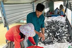 Xác định nguyên nhân 25 tấn cá nuôi trong lồng bè ở Kon Tum bị chết
