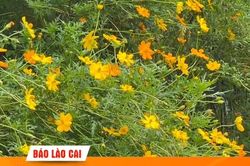 Vùng cao có mưa về đêm, ngày tạnh ráo