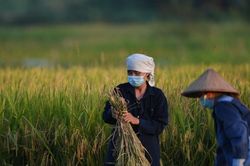 Thiếu hơn 10.000 tấn lúa giống cho sản xuất nông nghiệp sau bão Yagi