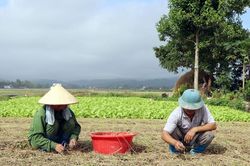 Nhiều cây trồng vụ đông chậm tiến độ gieo trồng