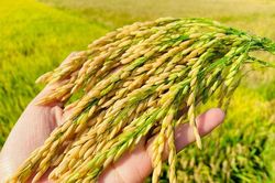 Ngày 4/12: Giá lúa biến động mạnh, gạo thơm đẹp chào giá cao