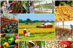 Sản xuất nông lâm thủy sản tăng tốc về đích cuối năm