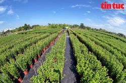 Sáu nhiệm vụ trong tâm của ngành Nông nghiệp trong năm 2025