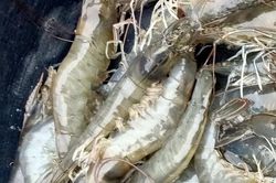 Sát Tết, giá tôm thương phẩm ở Nghệ An tăng đột biến
