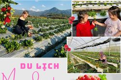 Du lịch mùa dâu tây