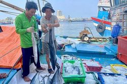 Đà Nẵng cơ bản khắc phục các tồn tại trong chống khai thác IUU