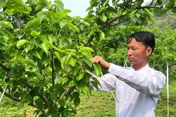 Tạo sinh kế bền vững cho người dân