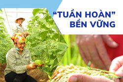 'Tuần hoàn' bền vững