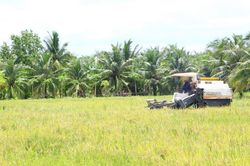 Giá lúa gạo 2/6: Thị trường duy trì ổn định