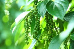Giá tiêu hôm nay 3/8/2025: Duy trì đà đi ngang