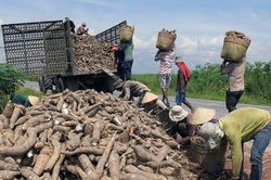 Ngành sắn cần giải bài toán đổi mới để phát triển bền vững
