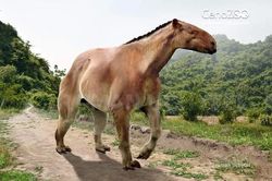Loài ngựa kỳ dị nhất hành tinh, móng vuốt dài 20 cm, cao gần 2,5 mét