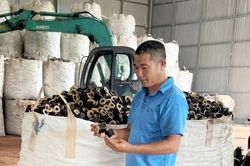 Hành trình thoát nghèo trên ruộng đất quê hương của những nông dân xứ Huế