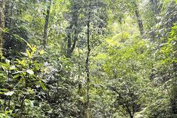 Phòng ngừa 'giặc lửa', bảo vệ rừng