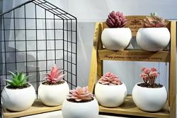 3 loại cây may mắn không nên bỏ qua ở góc học tập trong nhà