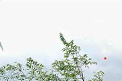 Xử lý nghiêm các hành vi khai thác, vận chuyển, mua bán cây muội hồng trái phép