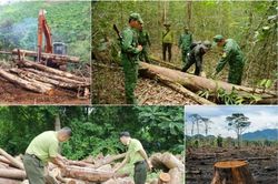 Lấn chiếm rừng có thể bị phạt tới 80 triệu đồng