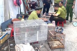 TPHCM: Tạm giữ 28 con chim nuôi nhốt không rõ nguồn gốc