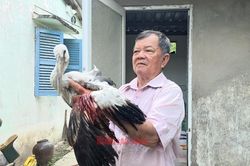 Vườn chim của lão nông 80 tuổi trước nguy cơ 'xóa sổ', Chủ tịch UBND tỉnh Vĩnh Long chỉ đạo