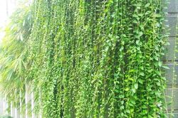 5 loại cây treo rủ chống nóng cho ban công mùa hè