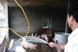 Quảng Ninh: Hướng dẫn phòng chống nắng nóng cho đàn vật nuôi