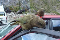 'Băng đảng' vẹt núi khét tiếng chuyên chọc ghẹo khách du lịch ở New Zealand