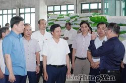 Hưng Yên: Thúc đẩy liên kết chuỗi giá trị nông nghiệp bền vững