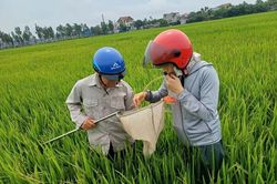 Hải Phòng: Chủ động ban hành kế hoạch phòng chống bệnh lùn sọc đen hại lúa vụ Mùa năm 2026