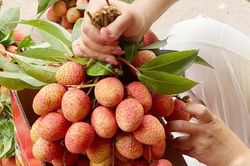 Chưa từng có: 300.000 đồng/kg vải thiều tại vườn