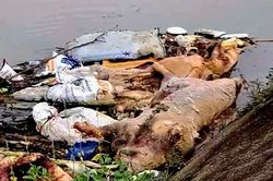 Thanh Hóa: Xử lý nghiêm vi phạm pháp luật về dịch bệnh động vật và an toàn thực phẩm