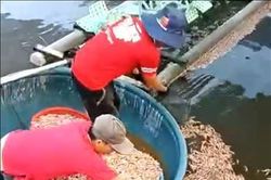 Nghi vấn hồ tôm bị đầu độc