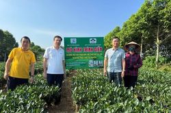 Từ đồi chè Thái Nguyên: Tín hiệu tích cực từ mô hình sử dụng trọn bộ phân bón Supe Lâm Thao