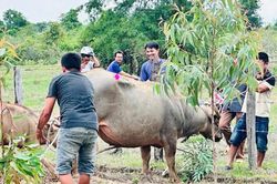 Khống chế tr&acirc;u 'đi&ecirc;n' ở Đắk Lắk h&uacute;c 4 người nhập viện