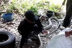 Phát hiện rắn hổ mang chúa dài 4 mét xuất hiện trên cây xoài và màn truy bắt gay cấn